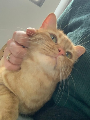 Adopter Orange