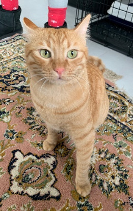 Adoption Orange