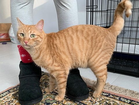 Adoption Orange