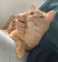 Adopter  chat : Orange
