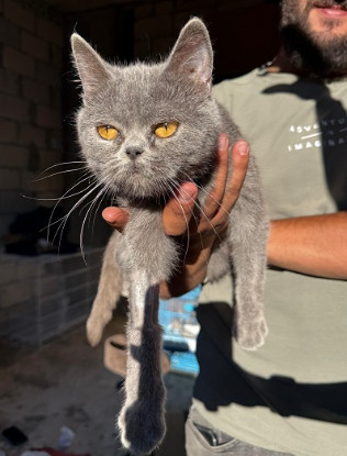 Adopter Laika