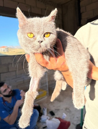 Adoption Laika