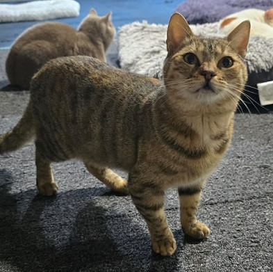 Adopter Funny