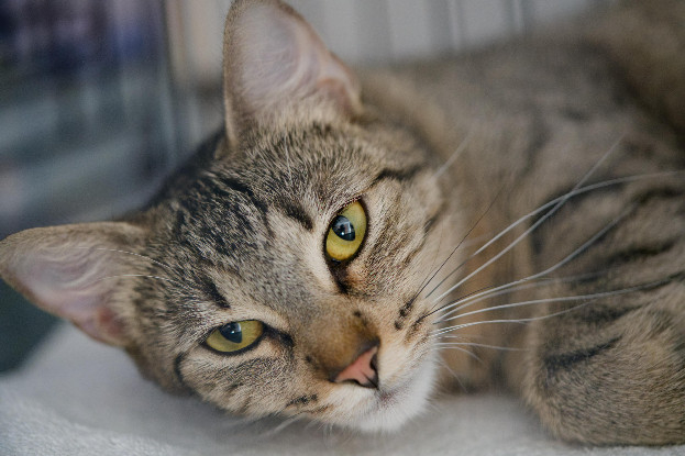 Adopter Bulle