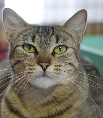 Adopter Bulle