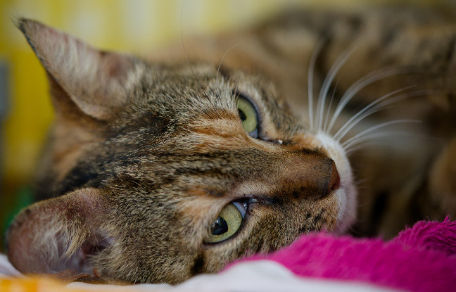 Adopter Gloria