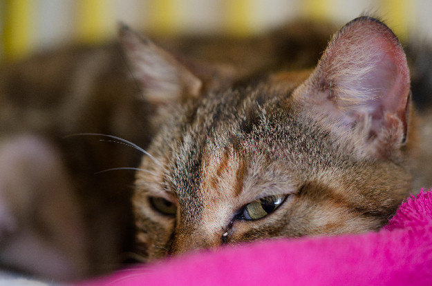 Adopter Gloria