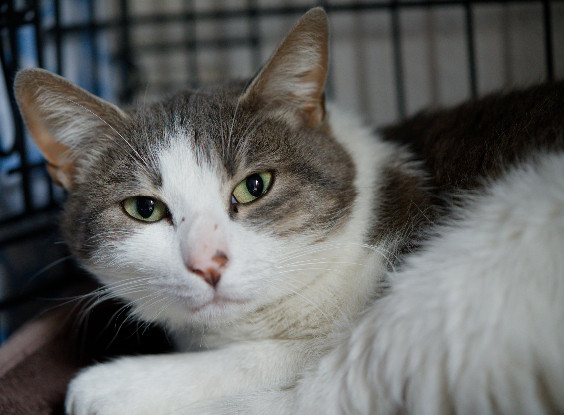 Adopter Angel