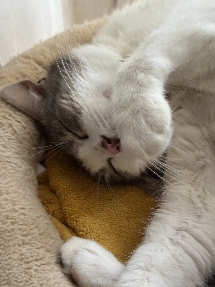 Adopter Angel