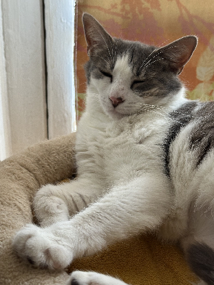 Adopter Angel