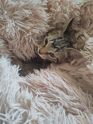 Adopter Castor