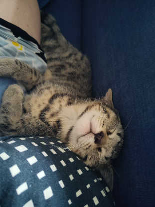 Adopter Castor