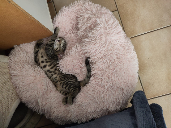 Adoption Castor