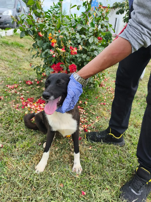 Adopter River