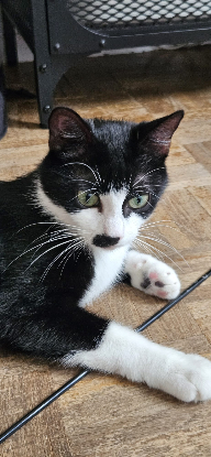 Adopter Charlie