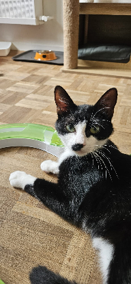Adopter Charlie