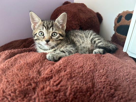 Adopter Kuma