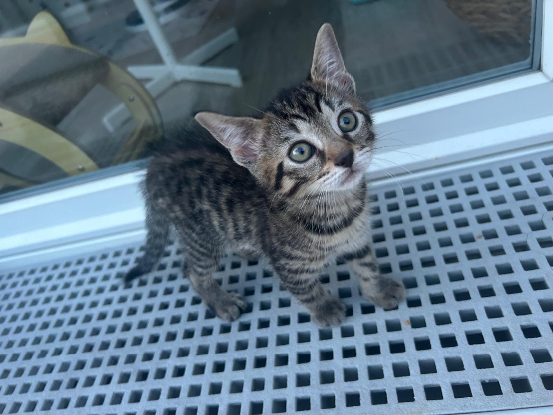 Adoption Kuma