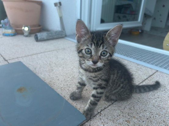 Adopter Kuma