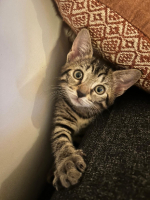 Adopter  chat : Kuma