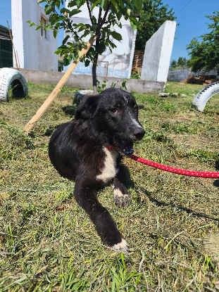 Adopter Ozzy
