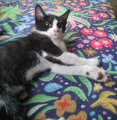 Adoption Pollux