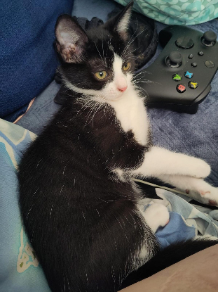 Adopter Pollux