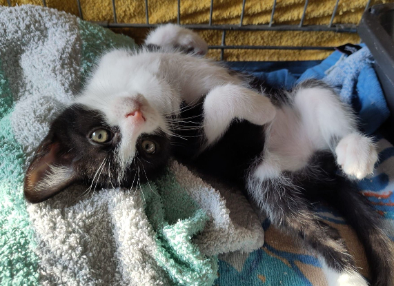Adopter Pollux