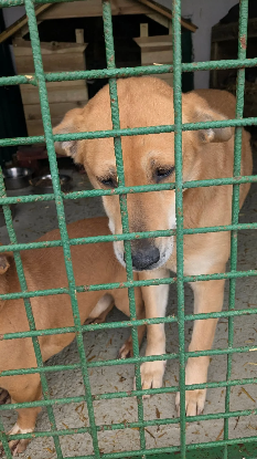Adopter Tokyo