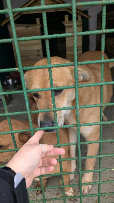 Adopter Tokyo