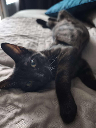 Adopter Trifouillis
