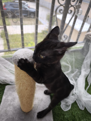 Adopter Trifouillis