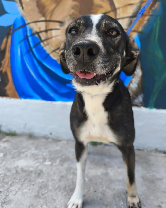 Adopter Osmose