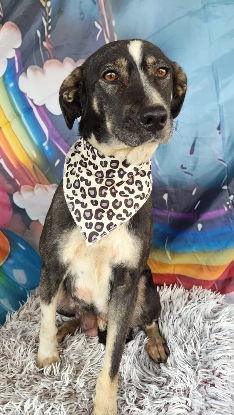 Adopter Osmose