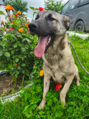 Adopter Nilam