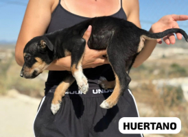 Adopter  chien : Huertano