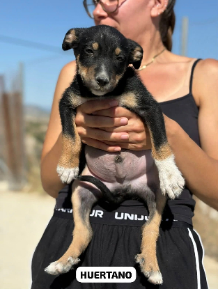 Adopter Huertano