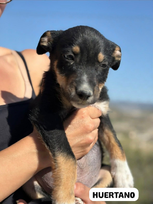 Adopter Huertano