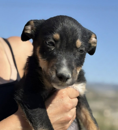 Adoption Huertano