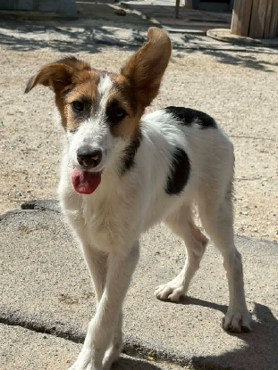 Adopter Jorge jr