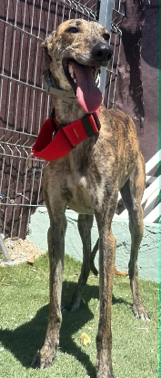 Adopter Natalia