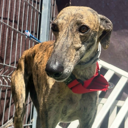 Adopter Natalia