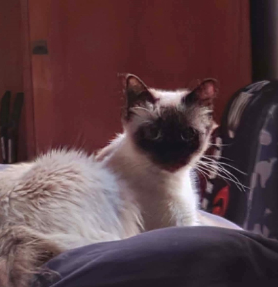 Adopter Branette