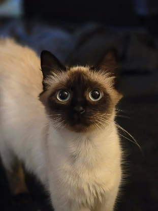 Adopter Branette