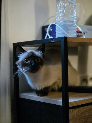 Adopter Branette