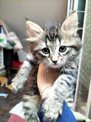 Adopter Flash