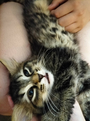 Adopter Flash