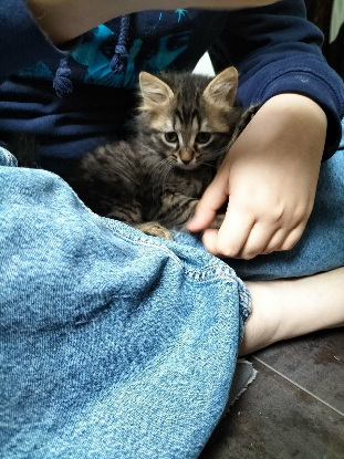 Adoption Flash