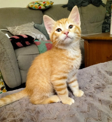 Adopter Billie