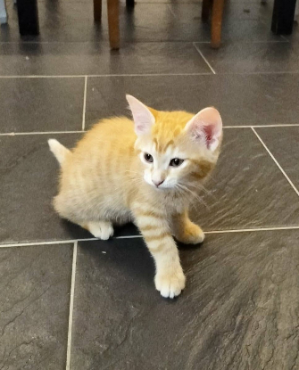Adoption Billie